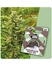 Holy Hemp Holy Hemp Cannabis Samen - Chocolate Mint OG (3 Stück) - Made in USA