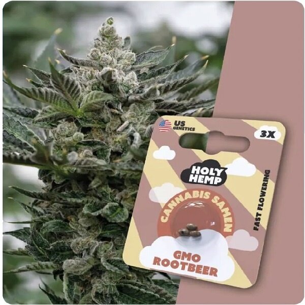Holy Hemp Holy Hemp Cannabis Samen - GMO Rootbeer (3 Stück)