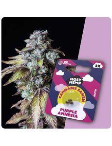 Holy Hemp Holy Hemp Cannabis Samen - Purple Amnesia (3 Stück)