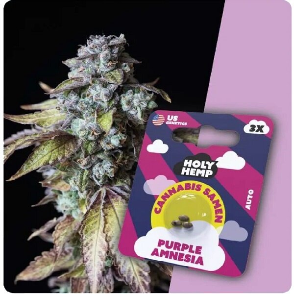 Holy Hemp Holy Hemp Cannabis Samen - Purple Amnesia (3 Stück)