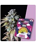 Holy Hemp Holy Hemp Cannabis Samen - Purple Amnesia (3 Stück)