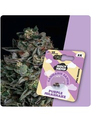 Holy Hemp Holy Hemp Cannabis Samen - Purple Milkshake (3 Stück)