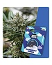 Holy Hemp Holy Hemp Cannabis Samen - Blueberry Bubba (3 Stück) - Made in USA