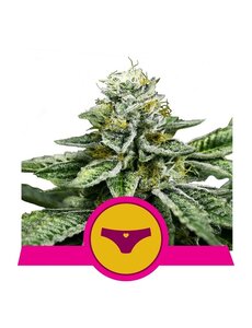 Royal Queen Royal Queen Cannabis Samen - Sherbet Queen - Feminized - (3 Stück) - Made in USA