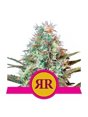 Royal Queen Royal Queen Cannabis Samen - Royal Runtz - Feminized - (3 Stück) - Made in USA