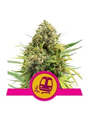 Royal Queen Royal Queen Cannabis Samen - Trainwreck - Feminized - (3 Stück) - Made in USA