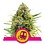 Royal Queen Royal Queen Cannabis Samen - Trainwreck - Feminized - (3 Stück) - Made in USA