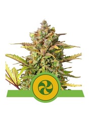 Royal Queen Royal Queen Cannabis Samen - Sweet ZZ - Automatic - (3 Stück) - Made in USA