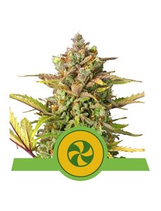 Royal Queen Royal Queen Cannabis Samen - Sweet ZZ - Automatic - (3 Stück) - Made in USA