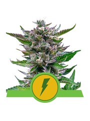 Royal Queen Royal Queen Cannabis Samen - North Thunderfuck - Automatic - (3 Stück) - Made in USA