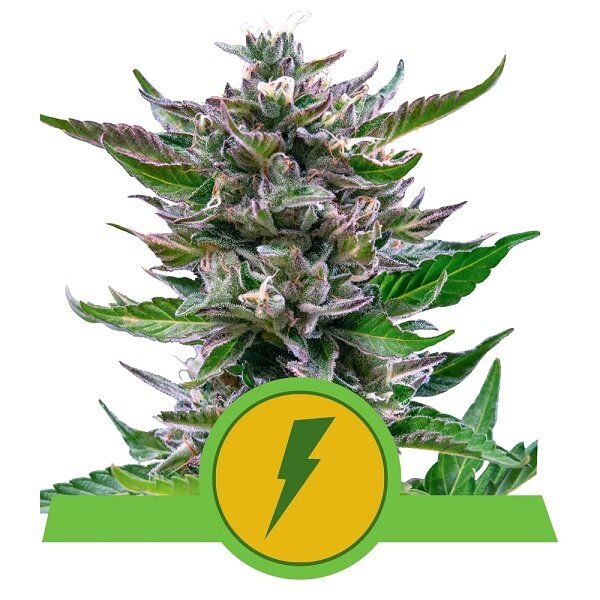 Royal Queen Royal Queen Cannabis Samen - North Thunderfuck - Automatic - (3 Stück) - Made in USA