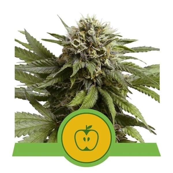 Royal Queen Royal Queen Cannabis Samen - Apple Fritter - Automatic - (3 Stück) - Made in USA