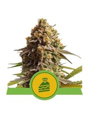 Royal Queen Royal Queen Cannabis Samen - Wedding Cake - Automatic - (3 Stück) - Made in USA