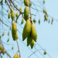 De wondere wereld van Kapok