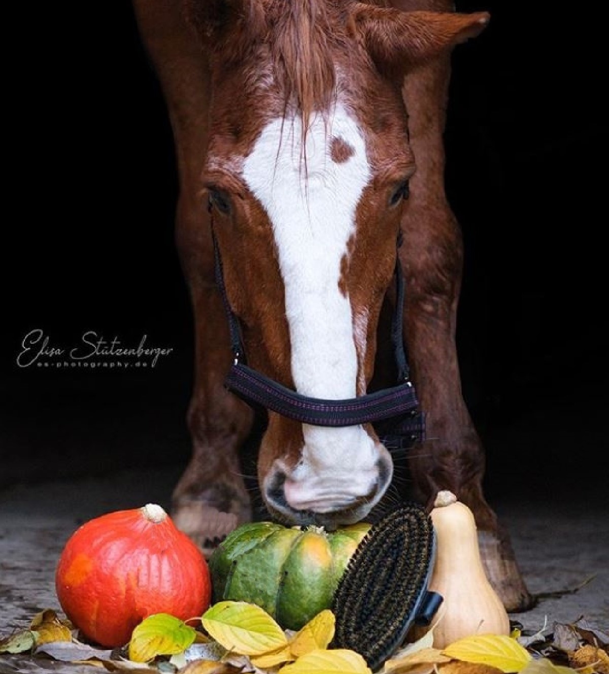 stevige borstel Mustang voor de vacht van het paard
