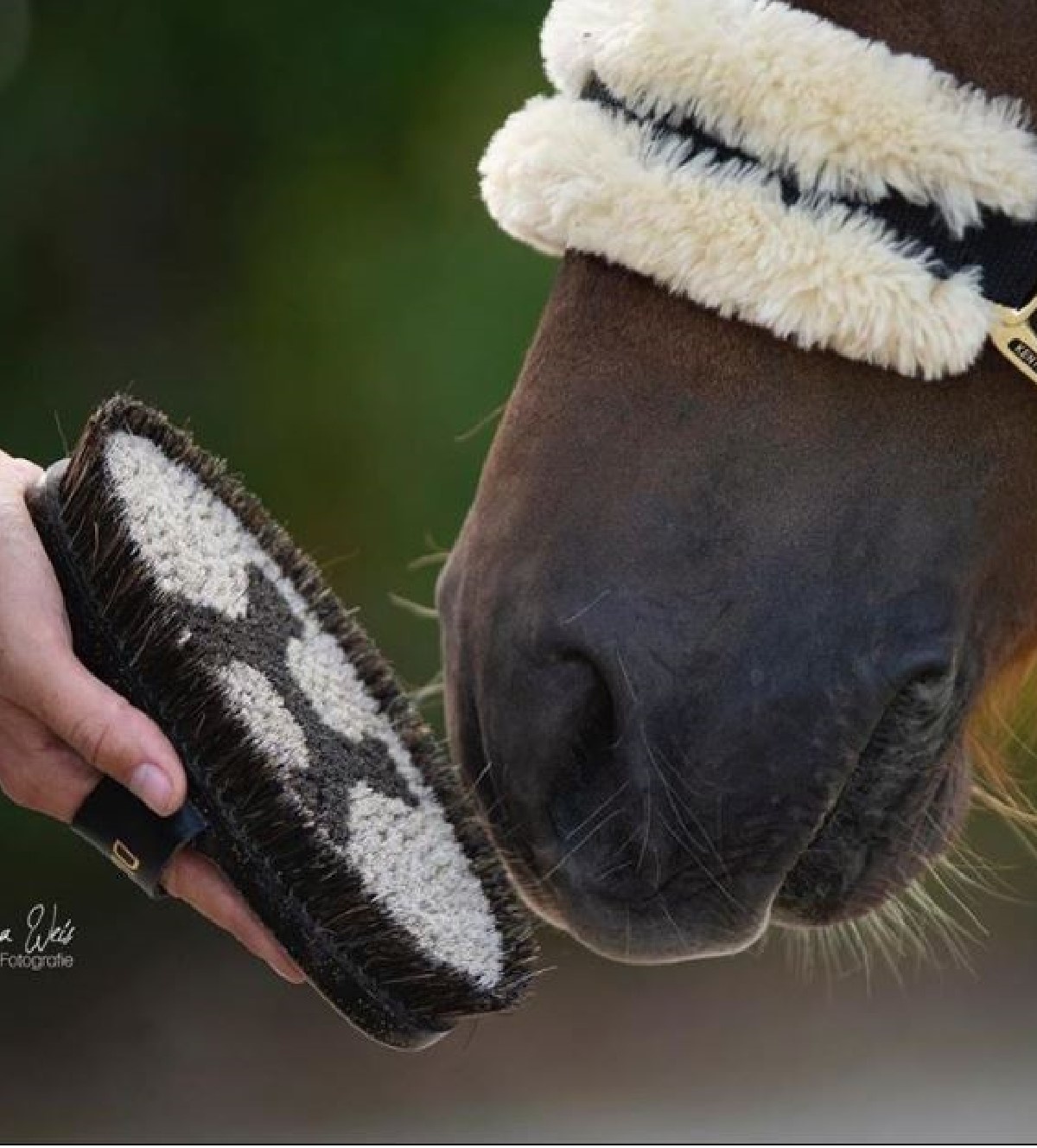 zachte borstel Lipizzaner voor de vacht van het paard