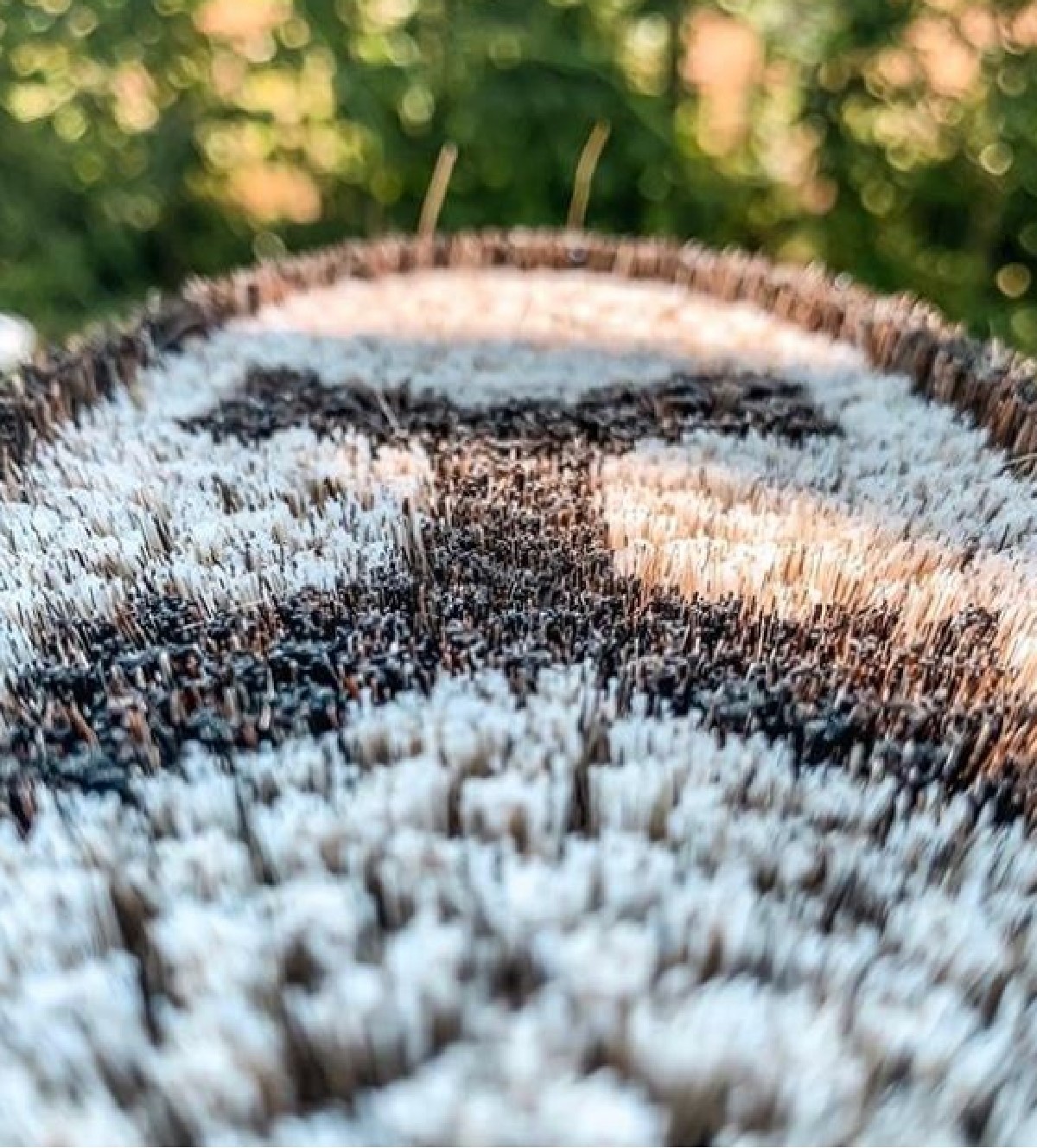 weiche Bürste Lipizzaner für den Fell des Pferd