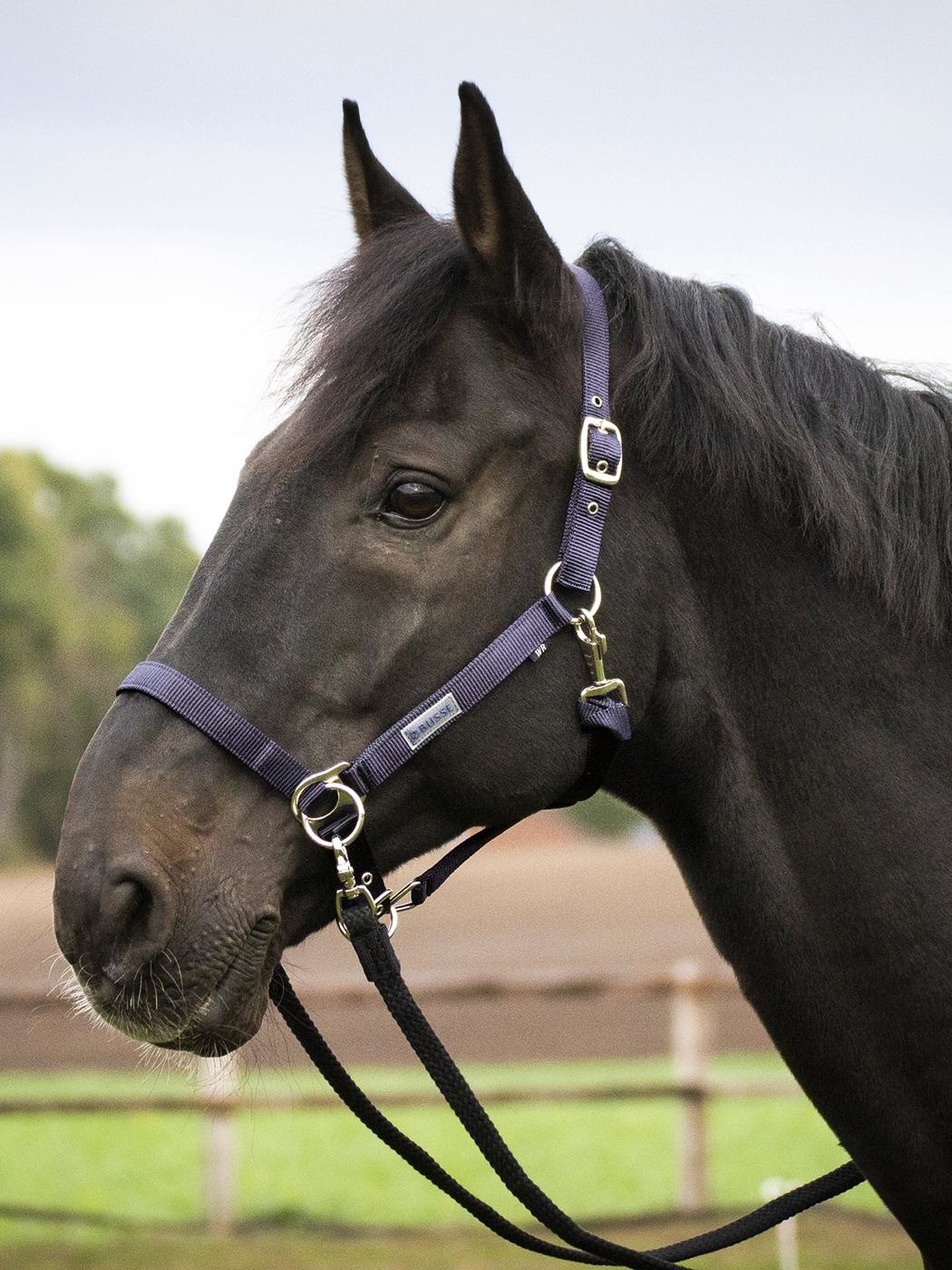 Sidepull halster, een goedkoop alternatief voor een bitlooshoofdstel