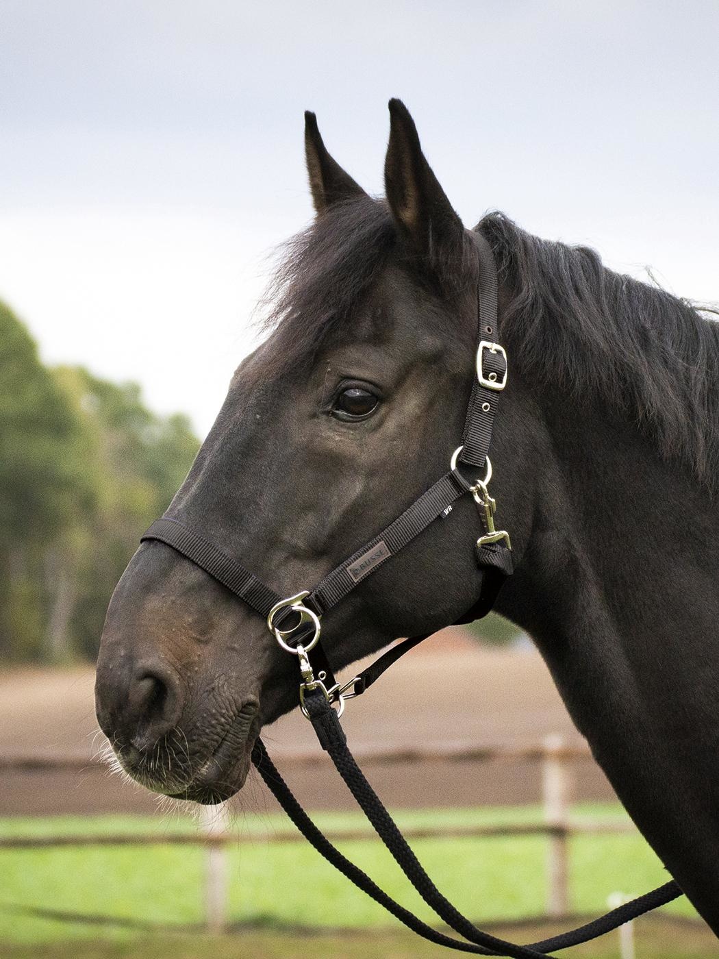 Sidepull-Halfter, eine günstige Alternative zu einem bitlosen Zaumzeug