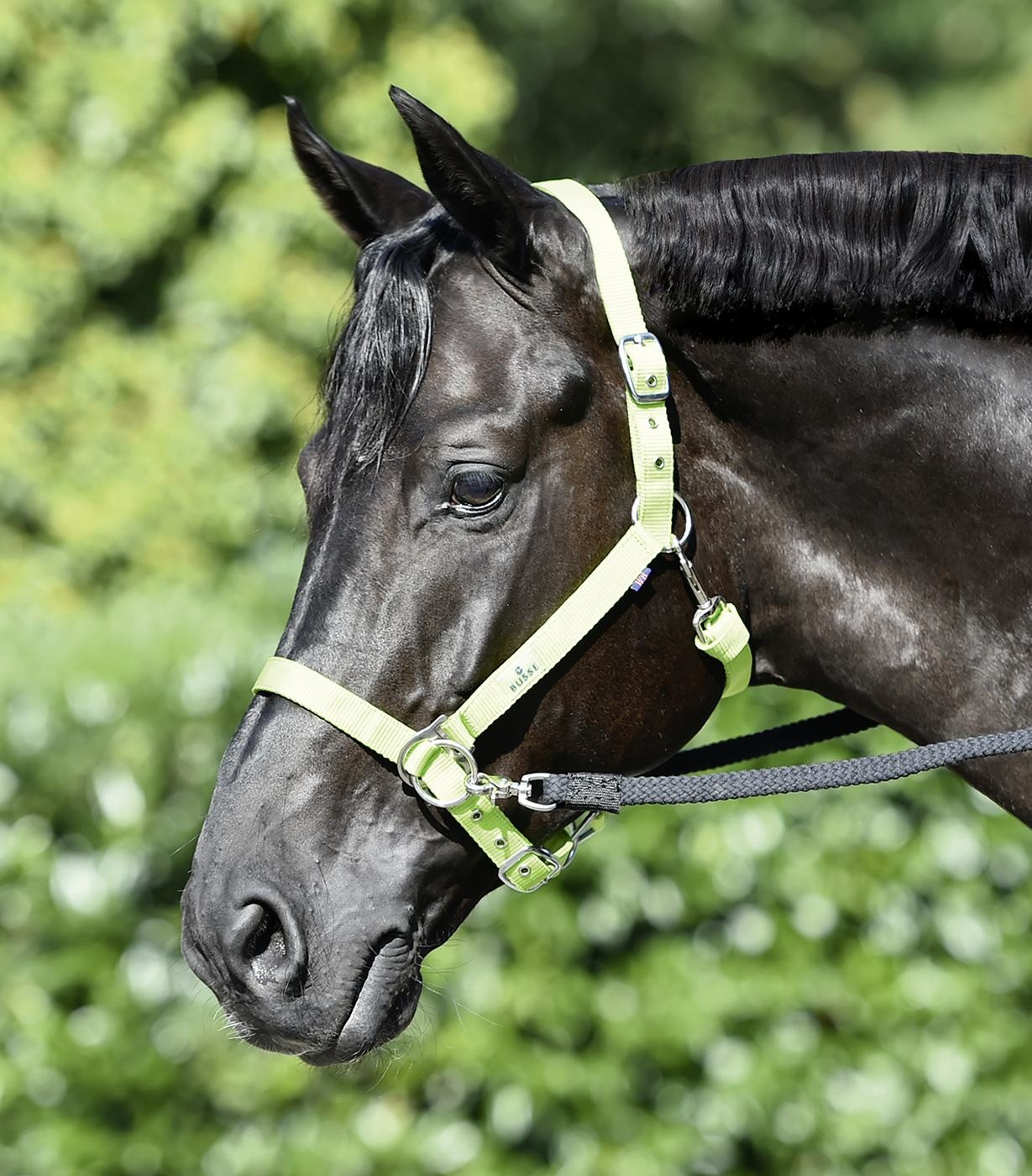 Sidepull-Halfter, eine günstige Alternative zu einem bitlosen Zaumzeug