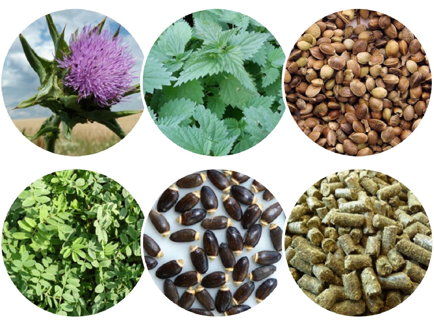 Vital balancer emmer