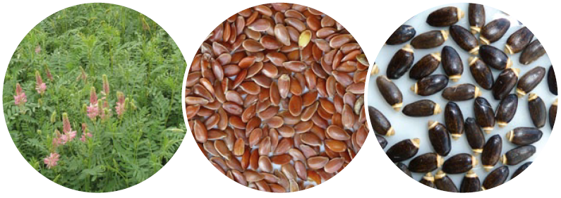 Esparcette with linseed and milk thistle seeds cobs 14kg