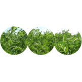 Maridil Esparcette Cobs chunks bag