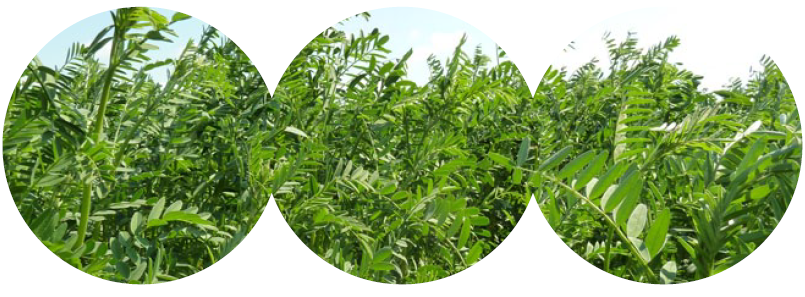 Maridil Esparcette Cobs chunks bag