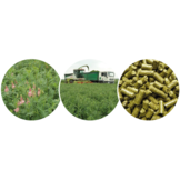 Maridil Esparcette Cobs Stücke Sach