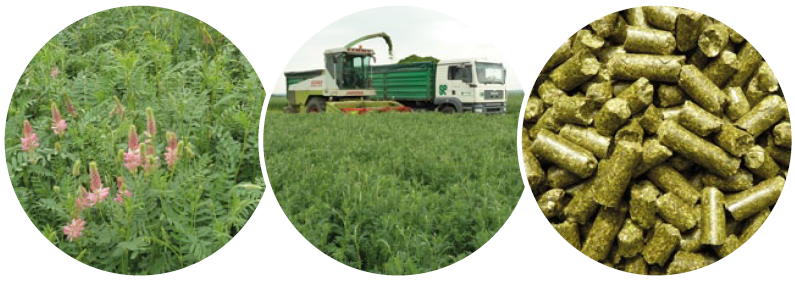 Maridil Esparcette Cobs Stücke Sach