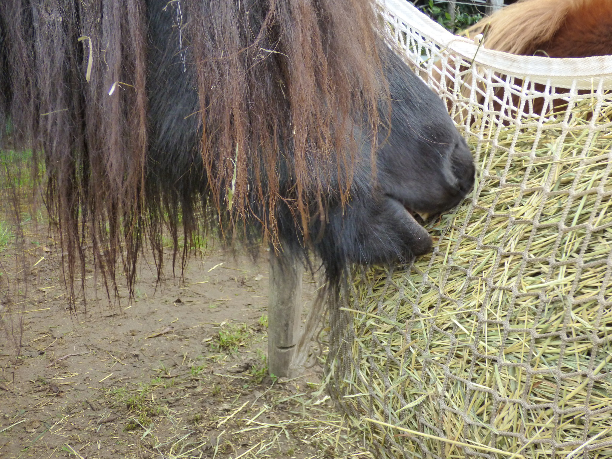 Heunetz 3x3 cm feinmaschig in drie Größen