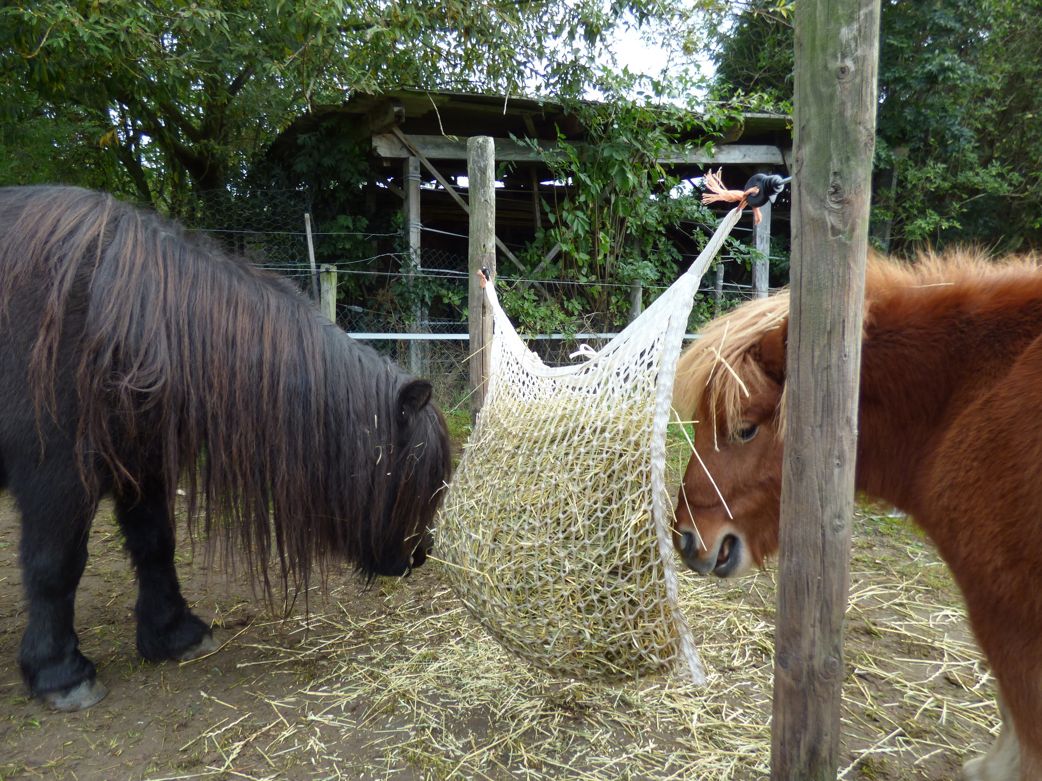 Hay net 3x3 cm fine mesh in three sizes