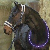 Led neck ring for horses