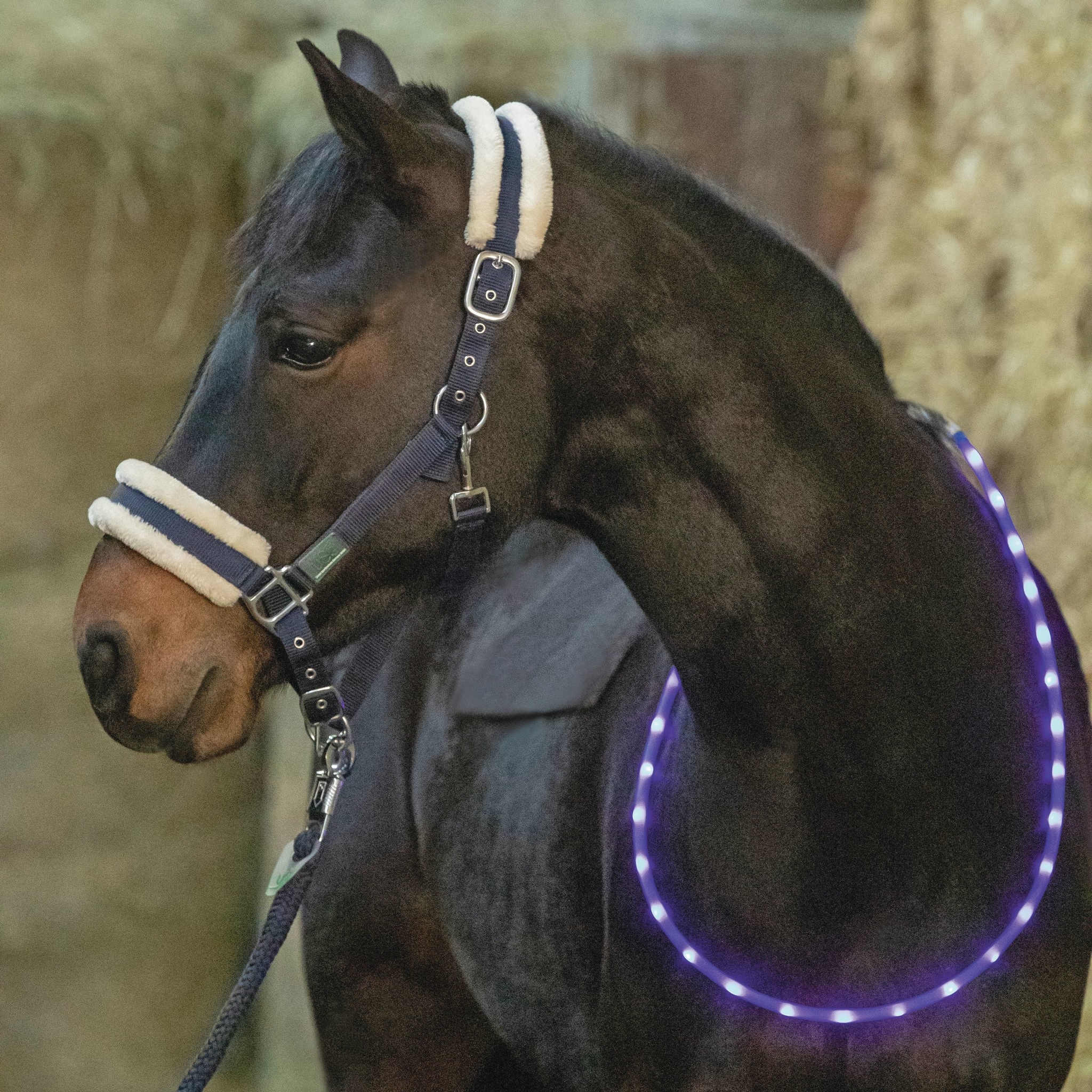 Led neck ring for horses