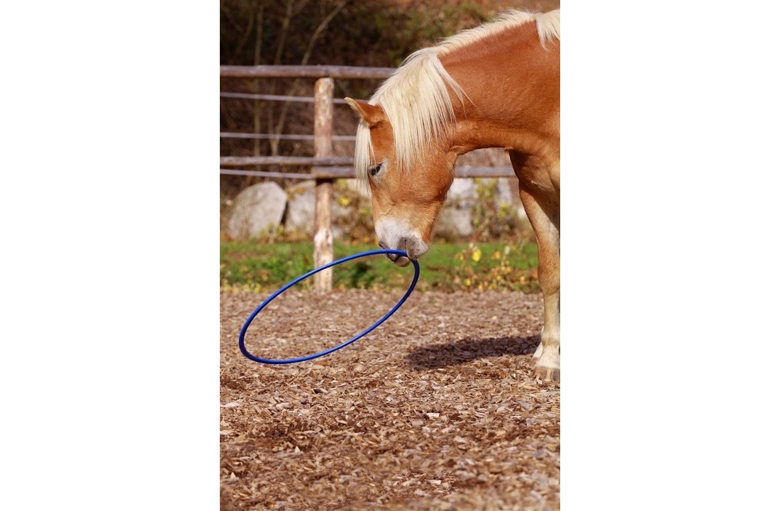 Ring voor paarden