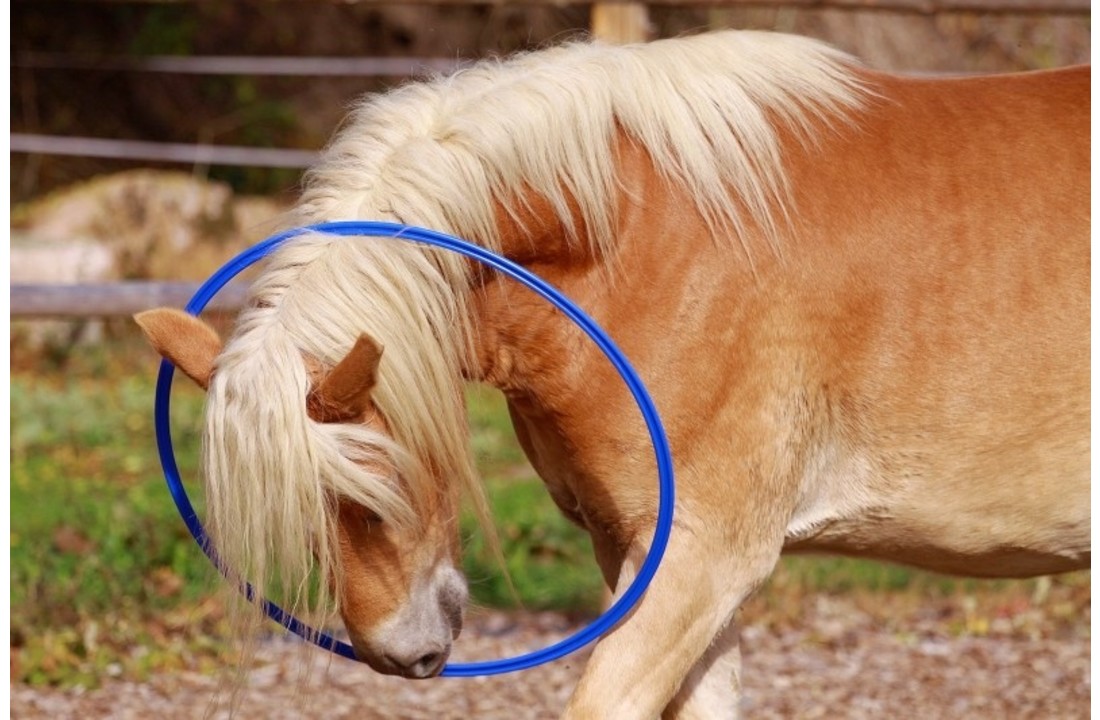 Ring voor paarden