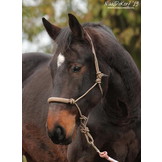 Be Gentle Riding Rope Halter soft