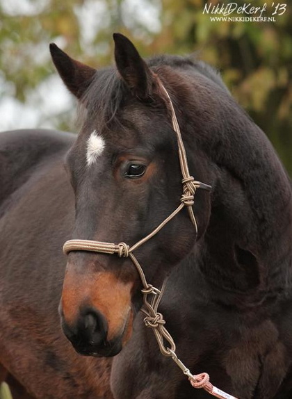 Be Gentle Riding Rope Halter soft