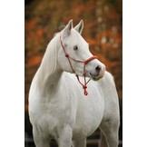 Be Gentle Riding Rope Halfter weich