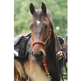 Be Gentle Riding Rope Halter soft