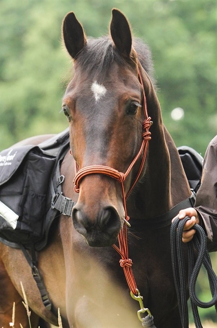 Be Gentle Riding Rope Halter soft
