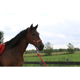 Pablo professionelles Seilhalfter mit Ruchi-Farben