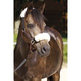 Safety Halter elastic