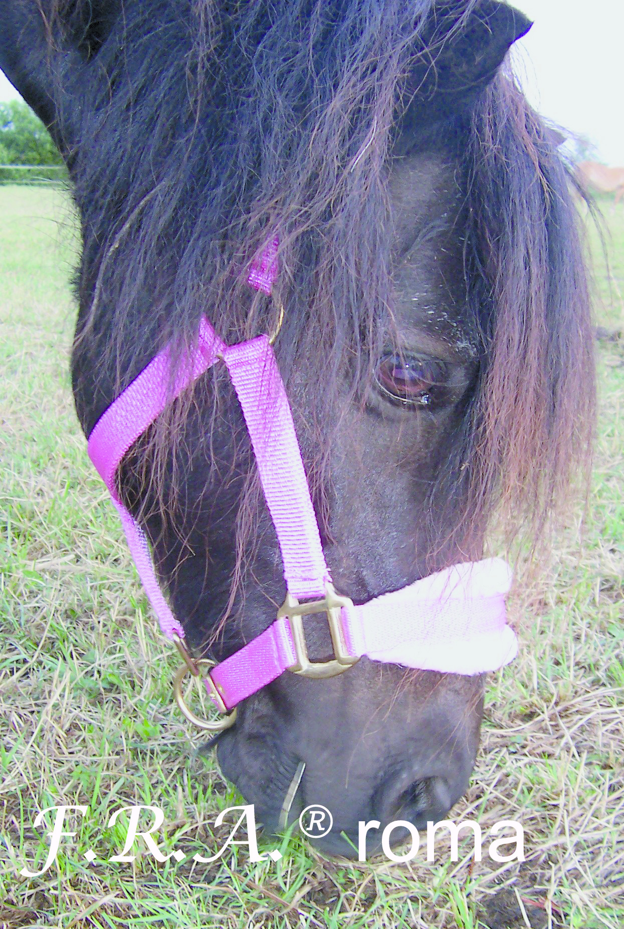 Stable halter Roma with synthetic fur