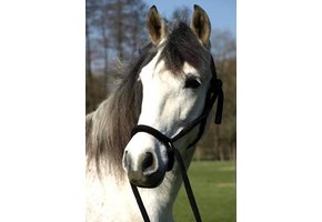 Peony chin cross bitless bridle