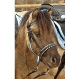 Walnut pony kaakgekruist bitlooshoofdstel Bellis en Lily