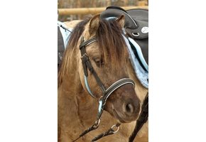 Walnuss Pony Crossover bitless Zaumzeug