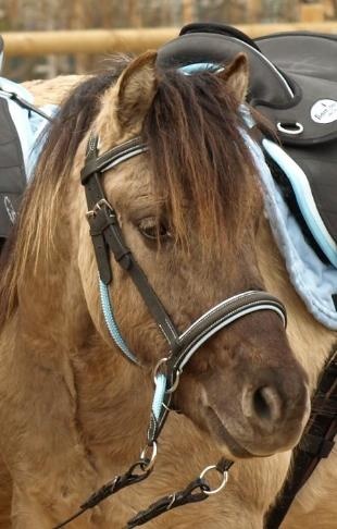 Walnuss Pony Crossover bitless Zaumzeug Bellis und Lily