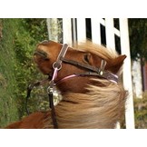 Walnut pony crossover bitless bridle Bellis and Lily
