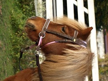 Walnut pony kaakgekruist bitlooshoofdstel Bellis en Lily